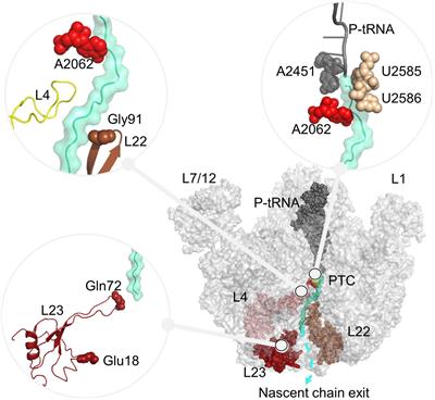 Exploring Allosteric Signaling in the Exit Tunnel of the Bacterial Ribosome by Molecular Dynamics Simulations and Residue Network Model